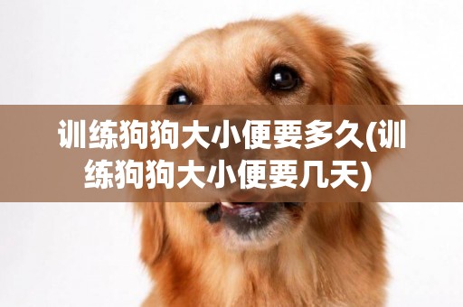 訓練狗狗大小便要多久(訓練狗狗大小便要幾天) 