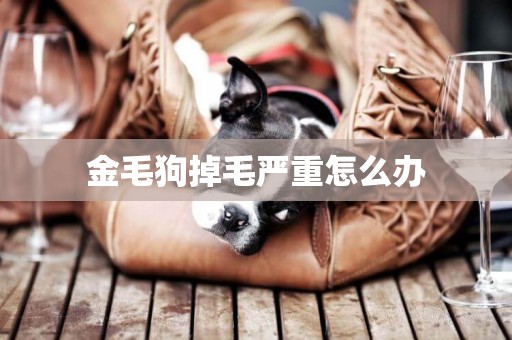 金毛狗掉毛嚴重怎么辦