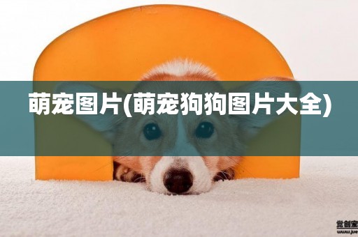 萌寵圖片(萌寵狗狗圖片大全) 