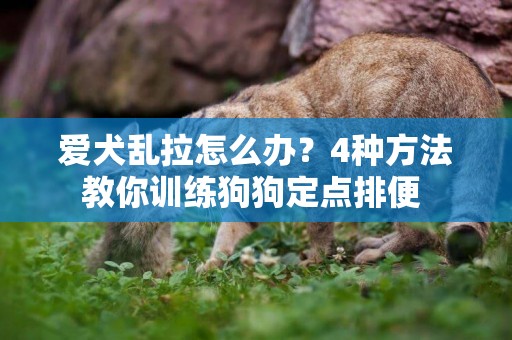 愛犬亂拉怎么辦？4種方法教你訓練狗狗定點排便 