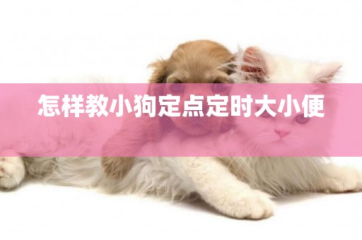 怎樣教小狗定點定時大小便 