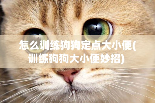 怎么訓練狗狗定點大小便(訓練狗狗大小便妙招) 