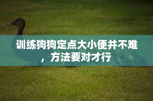 訓練狗狗定點大小便并不難，方法要對才行 