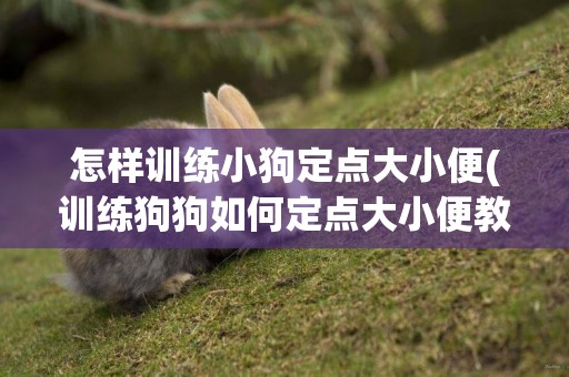 怎樣訓練小狗定點大小便(訓練狗狗如何定點大小便教程圖片) 