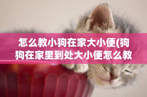 怎么教小狗在家大小便(狗狗在家里到處大小便怎么教育) 