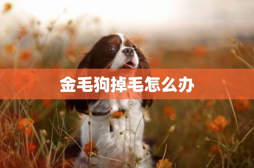 金毛狗掉毛怎么辦