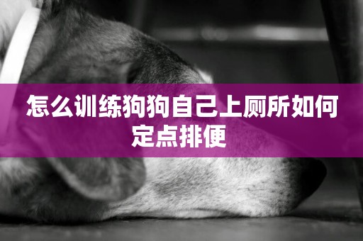 怎么訓練狗狗自己上廁所如何定點排便 