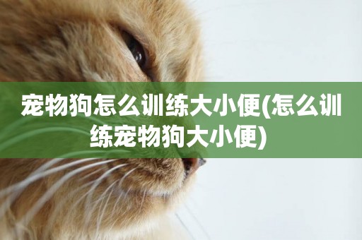寵物狗怎么訓練大小便(怎么訓練寵物狗大小便) 