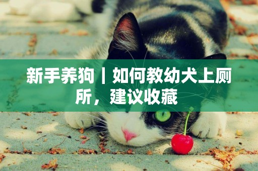 新手養狗｜如何教幼犬上廁所，建議收藏 