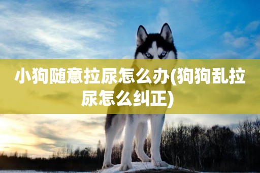 小狗隨意拉尿怎么辦(狗狗亂拉尿怎么糾正) 