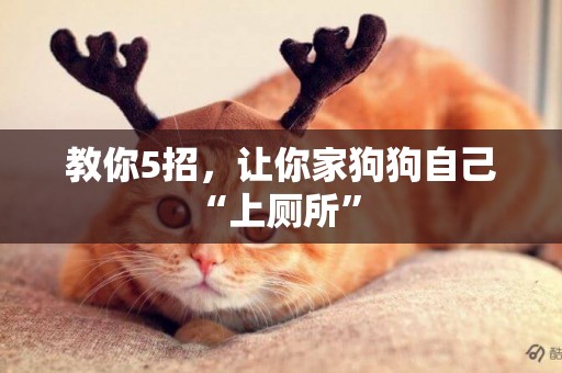 教你5招，讓你家狗狗自己“上廁所” 