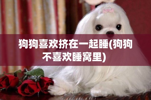 狗狗喜歡擠在一起睡(狗狗不喜歡睡窩里) 
