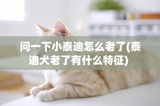 問一下小泰迪怎么老了(泰迪犬老了有什么特征) 