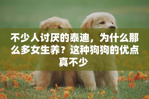 不少人討厭的泰迪，為什么那么多女生養？這種狗狗的優點真不少 