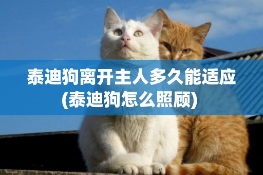 泰迪狗離開主人多久能適應(泰迪狗怎么照顧) 