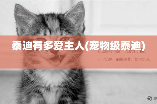 泰迪有多愛主人(寵物級泰迪) 