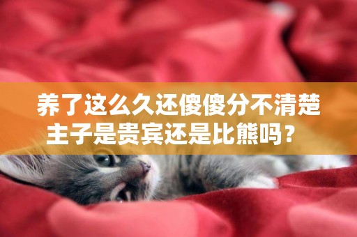 養了這么久還傻傻分不清楚主子是貴賓還是比熊嗎？ 