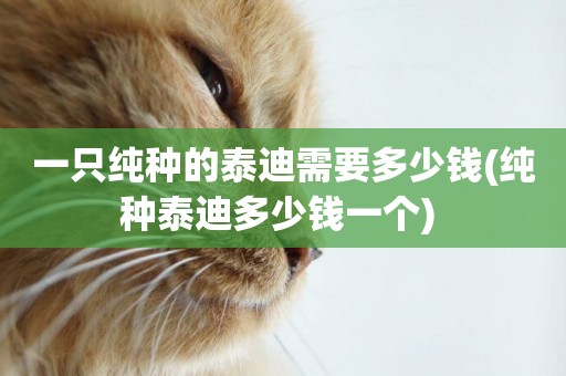 一只純種的泰迪需要多少錢(純種泰迪多少錢一個) 