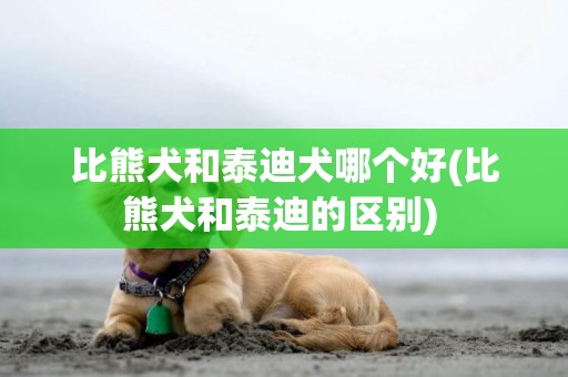 比熊犬和泰迪犬哪個好(比熊犬和泰迪的區別) 