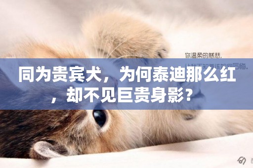 同為貴賓犬，為何泰迪那么紅，卻不見巨貴身影？ 