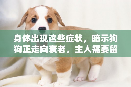 身體出現這些癥狀，暗示狗狗正走向衰老，主人需要留意了 