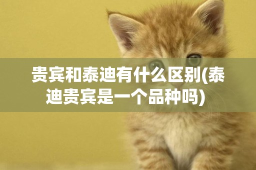 貴賓和泰迪有什么區別(泰迪貴賓是一個品種嗎) 