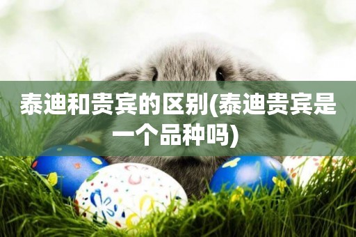 泰迪和貴賓的區別(泰迪貴賓是一個品種嗎) 