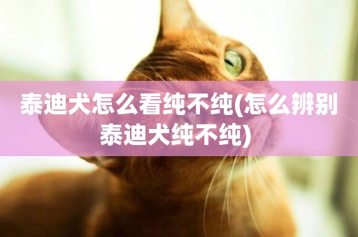 泰迪犬怎么看純不純(怎么辨別泰迪犬純不純) 