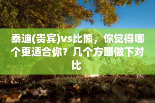 泰迪(貴賓)vs比熊，你覺得哪個更適合你？幾個方面做下對比 