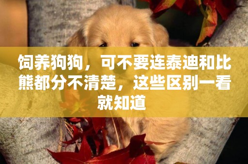 飼養狗狗，可不要連泰迪和比熊都分不清楚，這些區別一看就知道 