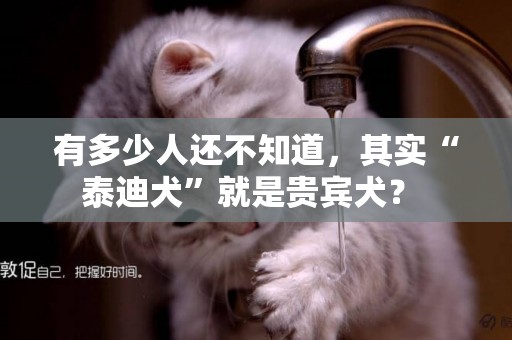 有多少人還不知道，其實“泰迪犬”就是貴賓犬？ 