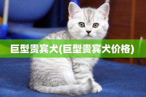 巨型貴賓犬(巨型貴賓犬價格) 