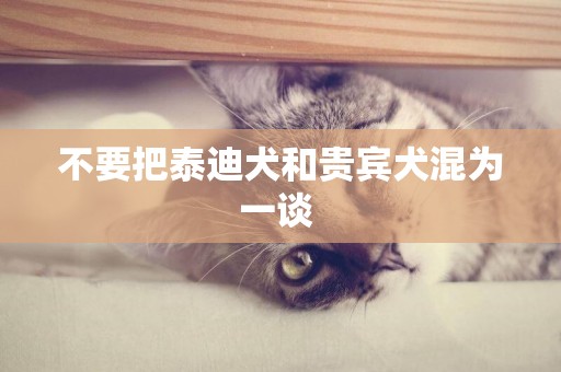 不要把泰迪犬和貴賓犬混為一談 