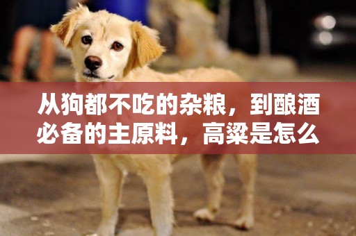 從狗都不吃的雜糧，到釀酒必備的主原料，高粱是怎么逆天改命的？ 