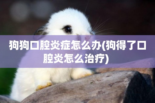 狗狗口腔炎癥怎么辦(狗得了口腔炎怎么治療) 
