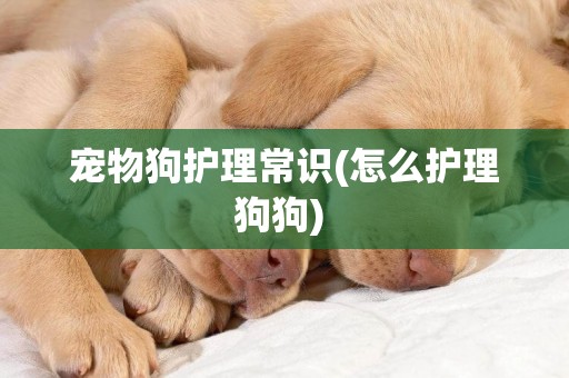 寵物狗護理常識(怎么護理狗狗) 