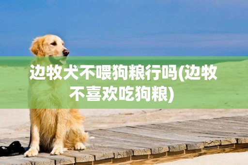 邊牧犬不喂狗糧行嗎(邊牧不喜歡吃狗糧) 