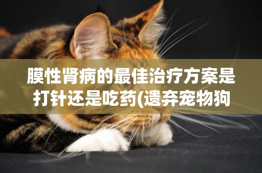 膜性腎病的最佳治療方案是打針還是吃藥(遺棄寵物狗咬傷他人) 