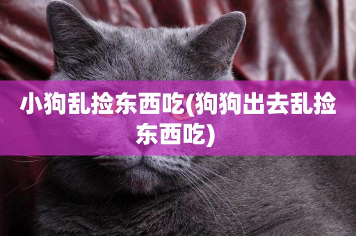 小狗亂撿東西吃(狗狗出去亂撿東西吃) 