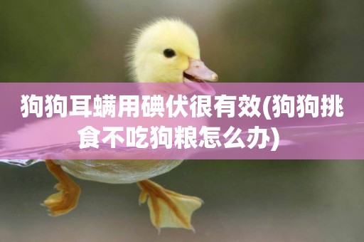 狗狗耳螨用碘伏很有效(狗狗挑食不吃狗糧怎么辦) 