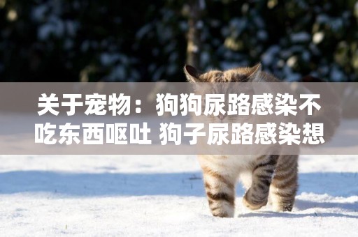 關于寵物：狗狗尿路感染不吃東西嘔吐 狗子尿路感染想吐怎么回事 