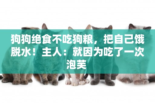 狗狗絕食不吃狗糧，把自己餓脫水！主人：就因為吃了一次泡芙 