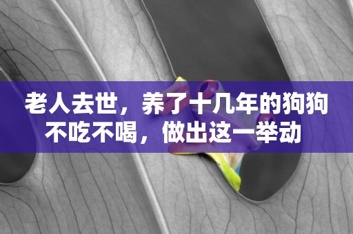 老人去世，養了十幾年的狗狗不吃不喝，做出這一舉動 