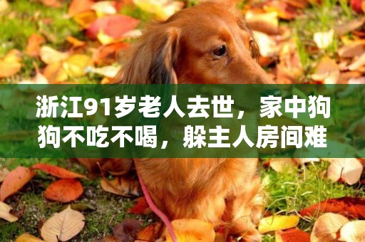 浙江91歲老人去世，家中狗狗不吃不喝，躲主人房間難過得偷偷流淚 