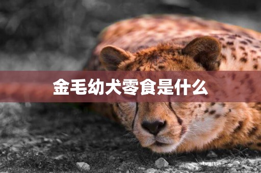 金毛幼犬零食是什么