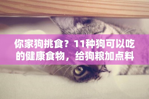 你家狗挑食？11種狗可以吃的健康食物，給狗糧加點料吧 