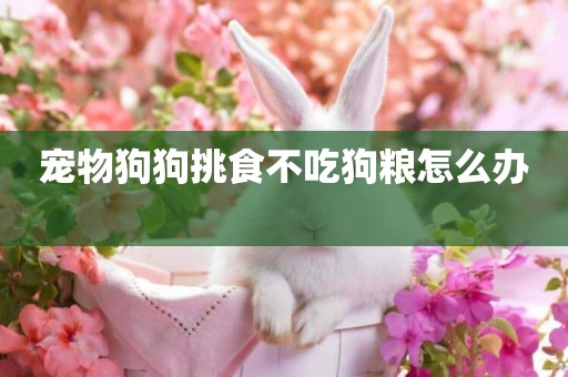 寵物狗狗挑食不吃狗糧怎么辦 