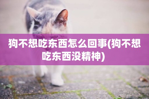 狗不想吃東西怎么回事(狗不想吃東西沒精神) 