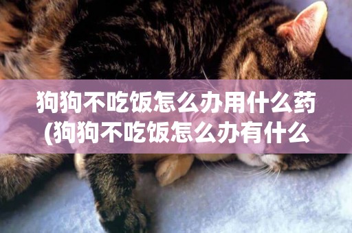 狗狗不吃飯怎么辦用什么藥(狗狗不吃飯怎么辦有什么方法) 