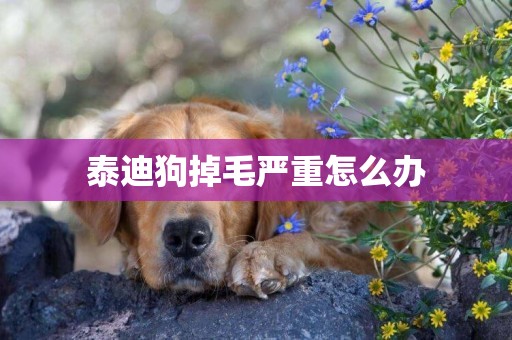 泰迪狗掉毛嚴重怎么辦